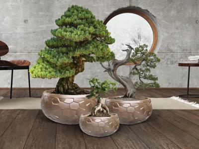 Кашпо Schuller Canela Набор из трех цветочных горшков бронзовый арт. 197498