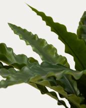 Цветок La Forma (ех Julia Grup) Искусственное растение Neottopteris в белом горшке 70 см арт. 483355