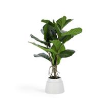 Цветок La Forma (ех Julia Grup) Flower Искусственное растение лирата 60 см арт. 081744