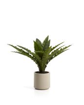 Цветок La Forma (ех Julia Grup) Искусственное растение Neottopteris в белом горшке 70 см арт. 483355