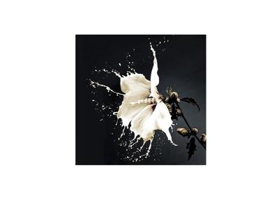 Постер Schuller Печатная фотография Splash 100x100 арт. 099120