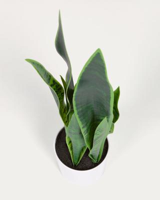 Цветок La Forma (ех Julia Grup) Искусственное растение Sansevieria с белым горшком 55 см арт. 114607