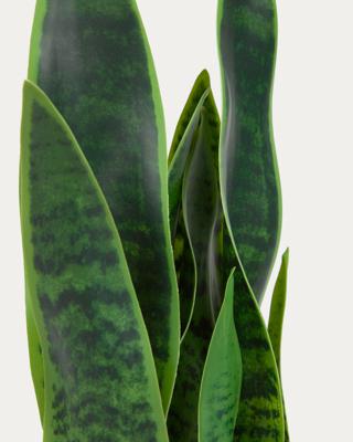 Цветок La Forma (ех Julia Grup) Искусственное растение Sansevieria с белым горшком 55 см арт. 114607