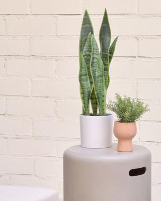 Цветок La Forma (ех Julia Grup) Искусственное растение Sansevieria с белым горшком 55 см арт. 114607