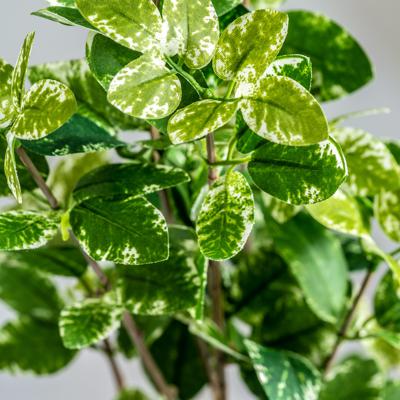 Цветок Vical Листья растения FICUS арт. 170971