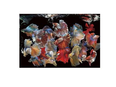 Постер Schuller Фотография на стекле Peces Siam 150x100 арт. 189915