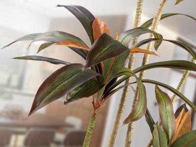 Цветок Schuller Dracena roja Искусственное растение H220 арт. 465761