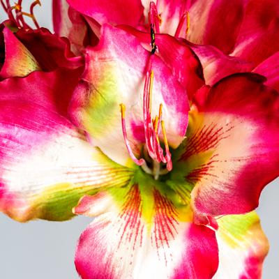 Цветок Vical Цветок AMARYLLIS цвет фуксии арт. 170961