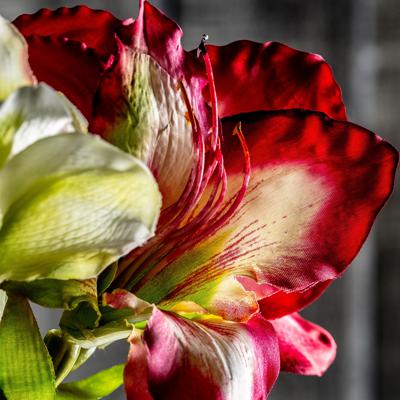 Цветок Vical Цветок AMARYLLIS цвет фуксии арт. 170961