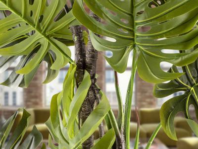 Цветок Schuller Monstera Искусственное растение H210 арт. 465755