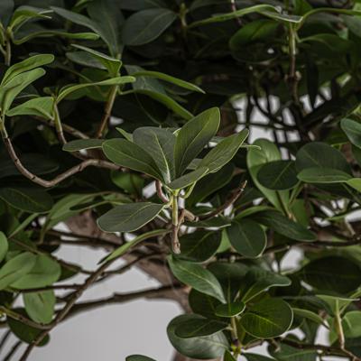 Цветок Vical Искусственное растение FICUS 38081 арт. 505108