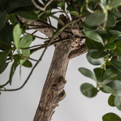 Цветок Vical Искусственное растение FICUS 38081 арт. 505108