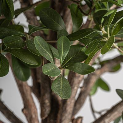 Цветок Vical Искусственное растение FICUS 38083 арт. 505110
