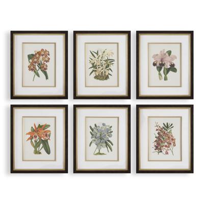 Постер Uttermost Постеры Orchid Botanical Framed Prints, S/6 арт. ZN-410511