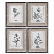 Постер Uttermost Постер Ботаника арт. ZN-170953
