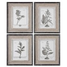 Постер Uttermost Постер Ботаника арт. ZN-404290