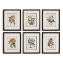 Постер Uttermost Постеры Orchid Botanical Framed Prints, S/6 арт. ZN-410511